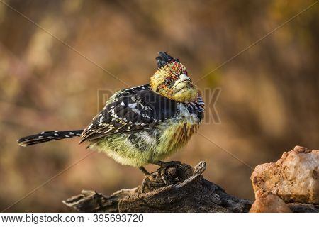 Crested Barbet Standing On A Log With Fall Colors Background In Kruger National Park, South Africa ;