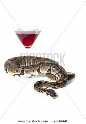 Royal Python With Glass Of Wine