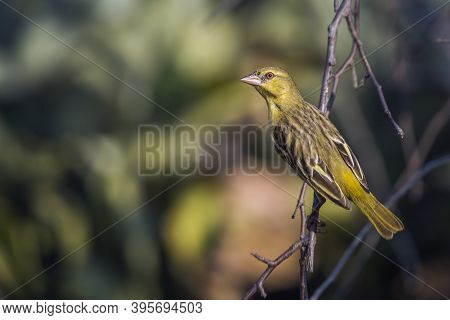Village Weaver Standing On A Branch With Natural Background In Kruger National Park, South Africa ; 