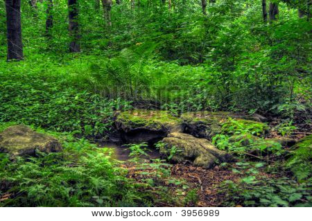 Floresta decídua