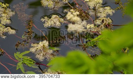 A Frog Sits In Water In Nature In Jena
