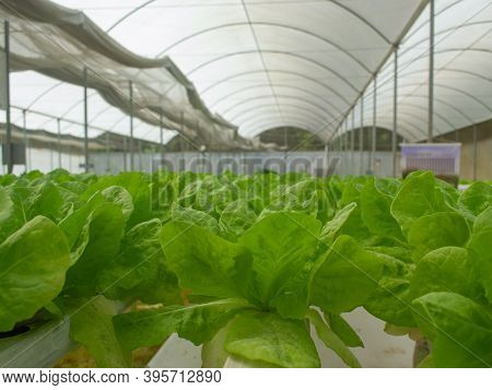 A View Of A Hydroponics Lettuce Farm