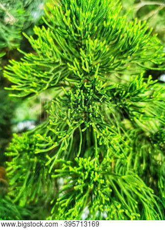 Close View Of Green Christmas Tree Texture.