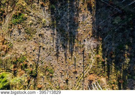 Clearcutted Part Of A Forest With Some Shadows Of Living Trees, Filmed As Aerial By A Drone Straingt