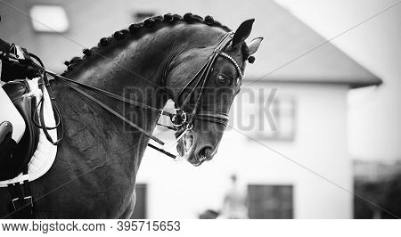 Equestrian Sport.the Leg Of The Rider In The Stirrup, Riding On A Brown Horse. Dressage Of Horses In