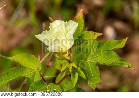 Arasinagundi, Karnataka, India - November 3, 2013: Rural Green Agricultural Landscape. Closeup Of Ye