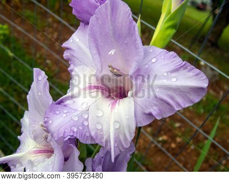 The Elegant Lavender Flowers Covered With Water Droplets Gives A Sense Of Cleanliness, Peace And Gla