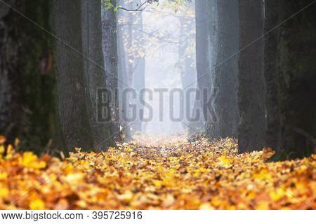 Majestic maple and oak alley with yellow and orange folliage at autumn time. Picturesque fall scene Landscape photography