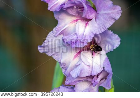While The Gardener Enjoys The Beauty Of This Lovely Lavender Gladiola Flower, The Bumble Bee Enjoys 