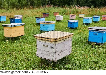 Bee Yard In A Forest Glade With Colorful Wooden Beehives