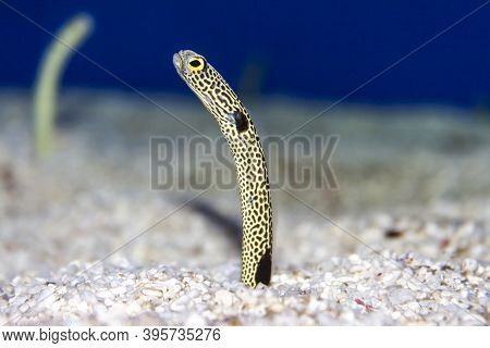 A Closeup Image Of A Small Garden Eel Standing Out The Sand In An Aquarium