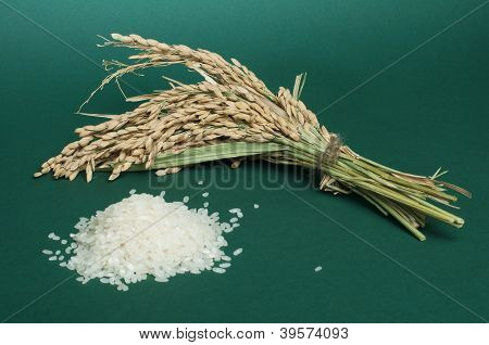 Baldo ข้าวและข้าวสาขา