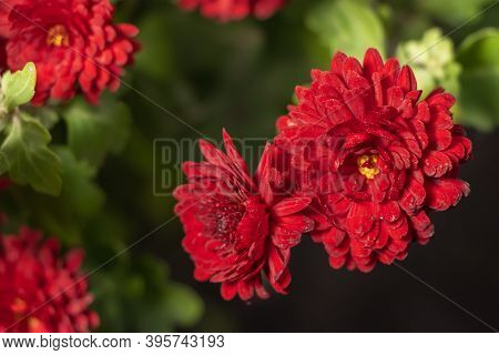 Dark Rusty Red Chrysanthemum Flowers With Yellow Middles In German Garden. Floral Autumn Background