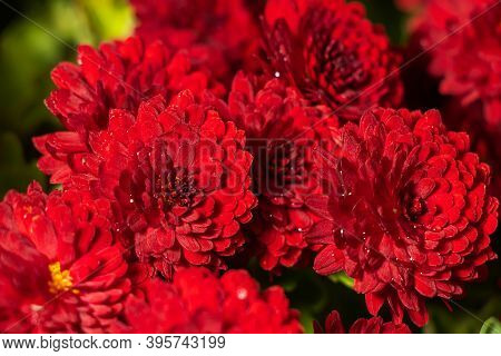 Dark Rusty Red Chrysanthemum Flowers With Yellow Middles In German Garden. Floral Autumn Background