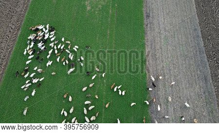 Pastoral Scene With Sheeps And Goats On Field, Aerial View