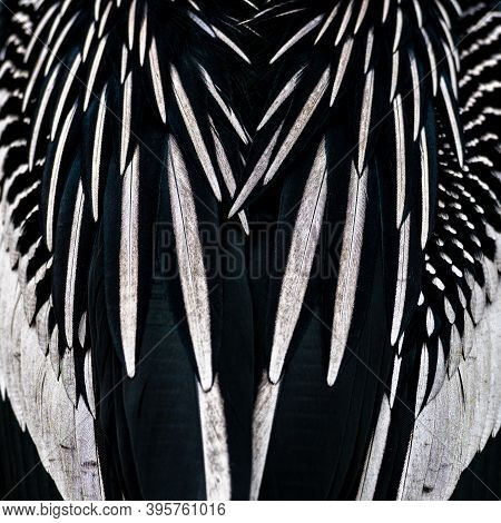 Close Up Texture Of Anahinga Feathers In Everglades National Park