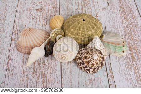 Sea Shells Nautre On The Wooden Floor