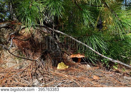 Place Under Cedar, Covered With Fallen Needles And The Mushroom Grows.