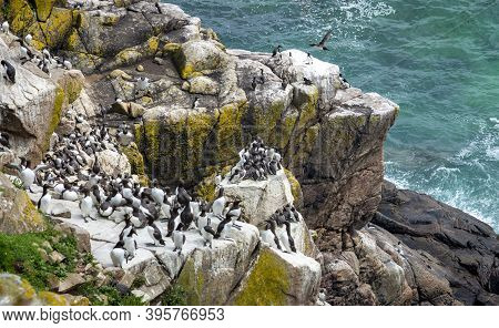 Saltee Islands At Wexford Ireland In A Sunny Day.