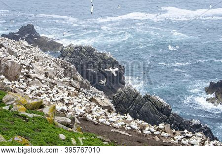 Birds At Saltee Islands In Wexford Ireland.