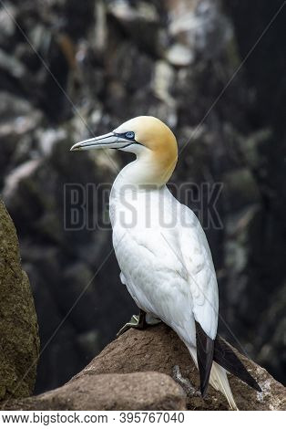 Gannet At Saltee Islands In Wexford, Ireland.
