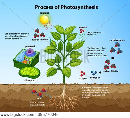 Diagram Showing Process Of Photosynthesis With Plant And Cells