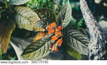 Photo Of Artistic Chrysothemis Pulchella Plants Int The Garden