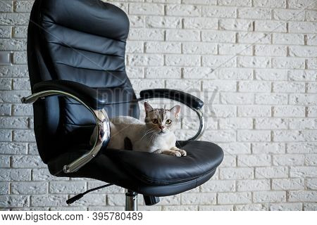Gray British Cat Sits On A Leather Black Armchair