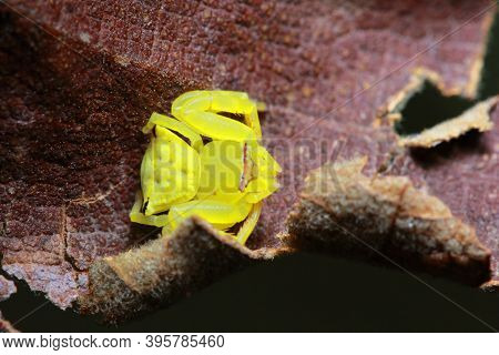 Thomisus Spider In The Forest, Saraburi, Thailand