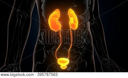 3d Illustration Of Human Urinary System Kidneys Anatomy