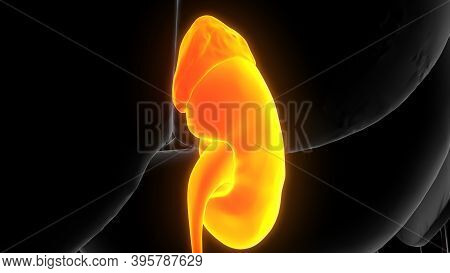3d Illustration Of Human Urinary System Kidneys Anatomy