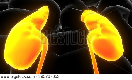3d Illustration Of Human Urinary System Kidneys Anatomy