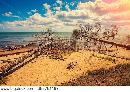 Wild Desert Beach With Fallen Dead Trees. Cape Kolka, Latvia