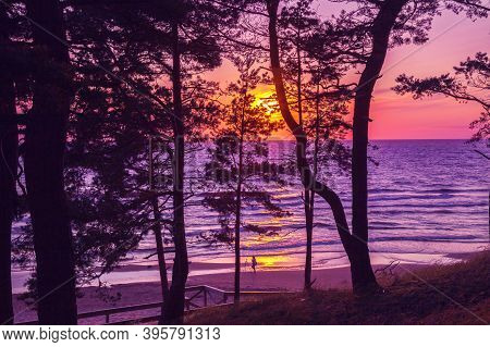 Beautiful Sunset Over The Sea. Trees Grow By The Sea