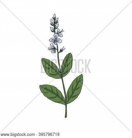 Vector Drawing Speedwell, Veronica Officinalis, Hand Drawn Illustration Of Medicinal Plant