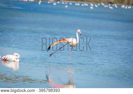 Flamingos In Molentargius Lake In Cagliari. Sardinia, Italy
