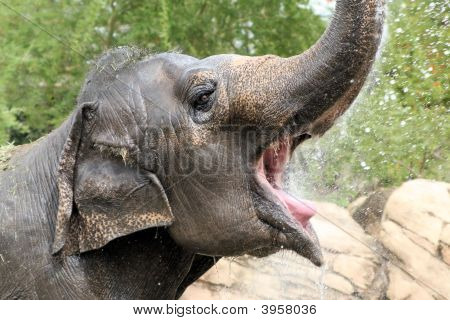 Elephant Drinking Water