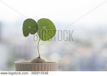 Stephania Erecta With Blurred Background. Herbaceous Plant With Spherical Leaves On Blurred Backgrou