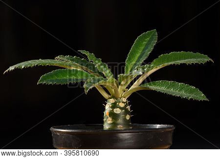 Close-up View Of Dorstenia Cactus In Flower Pot On Black Background