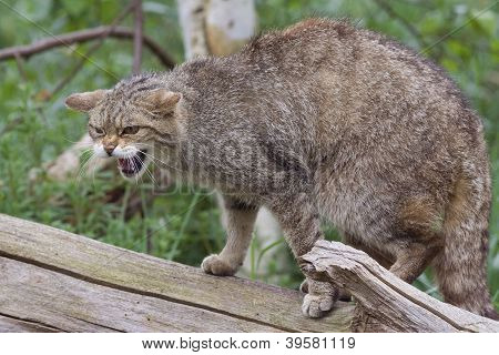 Wildcat สกอตแลนด์