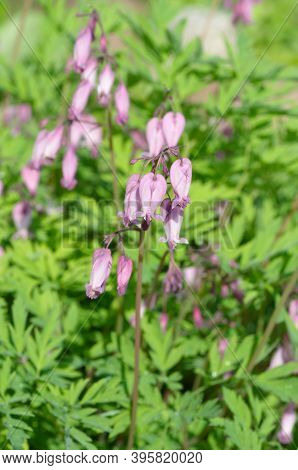 Dicentra Eximia Blooms In A Flower Bed In The Garden