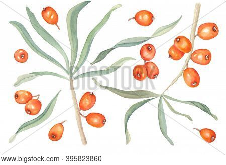 Watercolor Illustration Of Beautiful Orange Sea Buckthorn For Healthy Life And Design On White Isola
