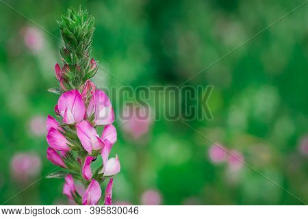 Ononis Arvensis Flower On A Green Background . Beautiful Meadow Flowers In A Field.