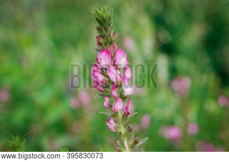 Ononis Arvensis Flower On A Green Background . Beautiful Meadow Flowers In A Field.