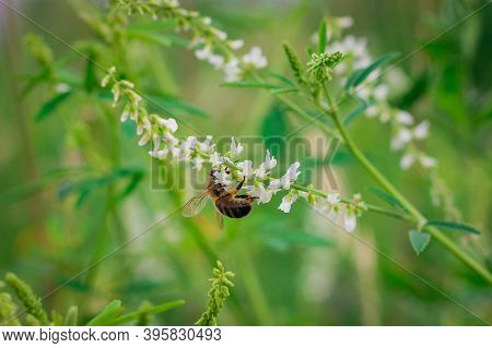 Melilotus Albus, Honey Clover, White Melilot, Bokhara Clover, White Clover With A Bee Blooming In Th