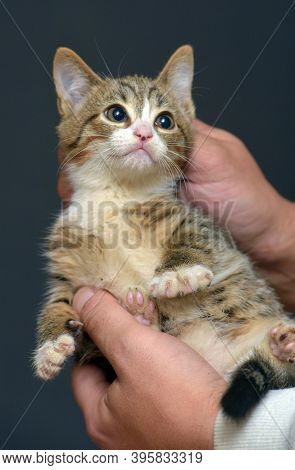 Punished Tabby Kitten Is Held By The Scruff Of The Neck