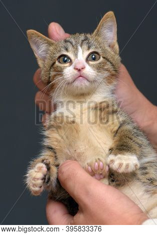 The Punished Tabby Kitten Is Held By The Scruff Of The Neck