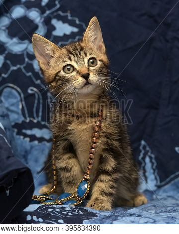 Cute Brown Striped Kitten On A Blue Background With A Beads On His Neck