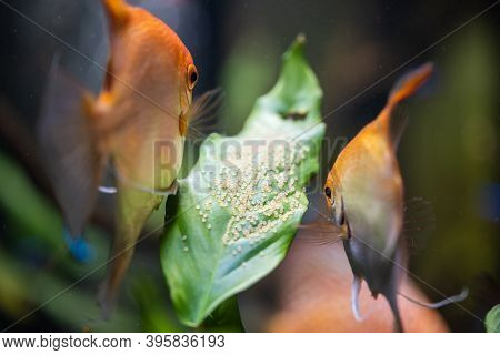 Pair Of Gold Pterophyllum Scalare In Aquarium, Yellow Angelfish Guarding Eggs. Roe On The Leaf. Sele