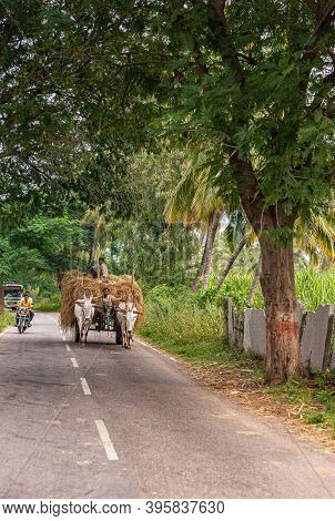 Hampi, Karnataka, India - November 4, 2013: Along Road Shaded By Green Trees,  2 White Oxen Pulling 
